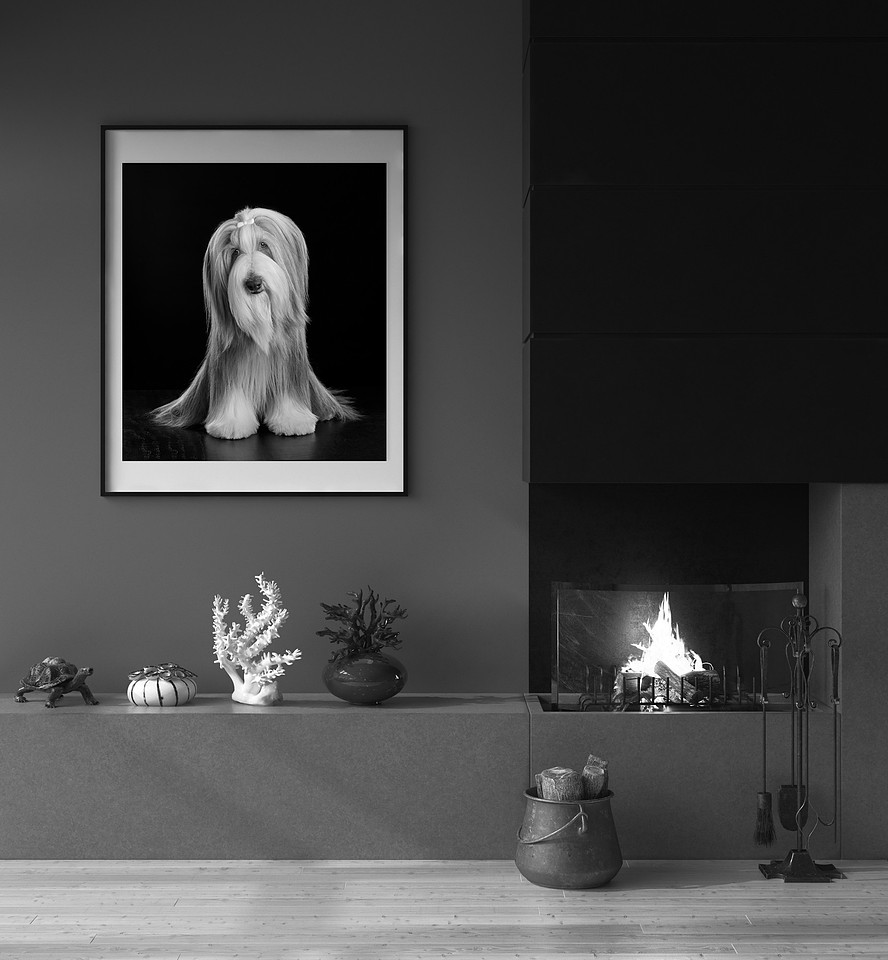 Chicago dog photography studio